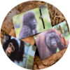 Gorilla Bracelet - Image 3